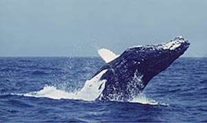 Breaching Humpback Whale